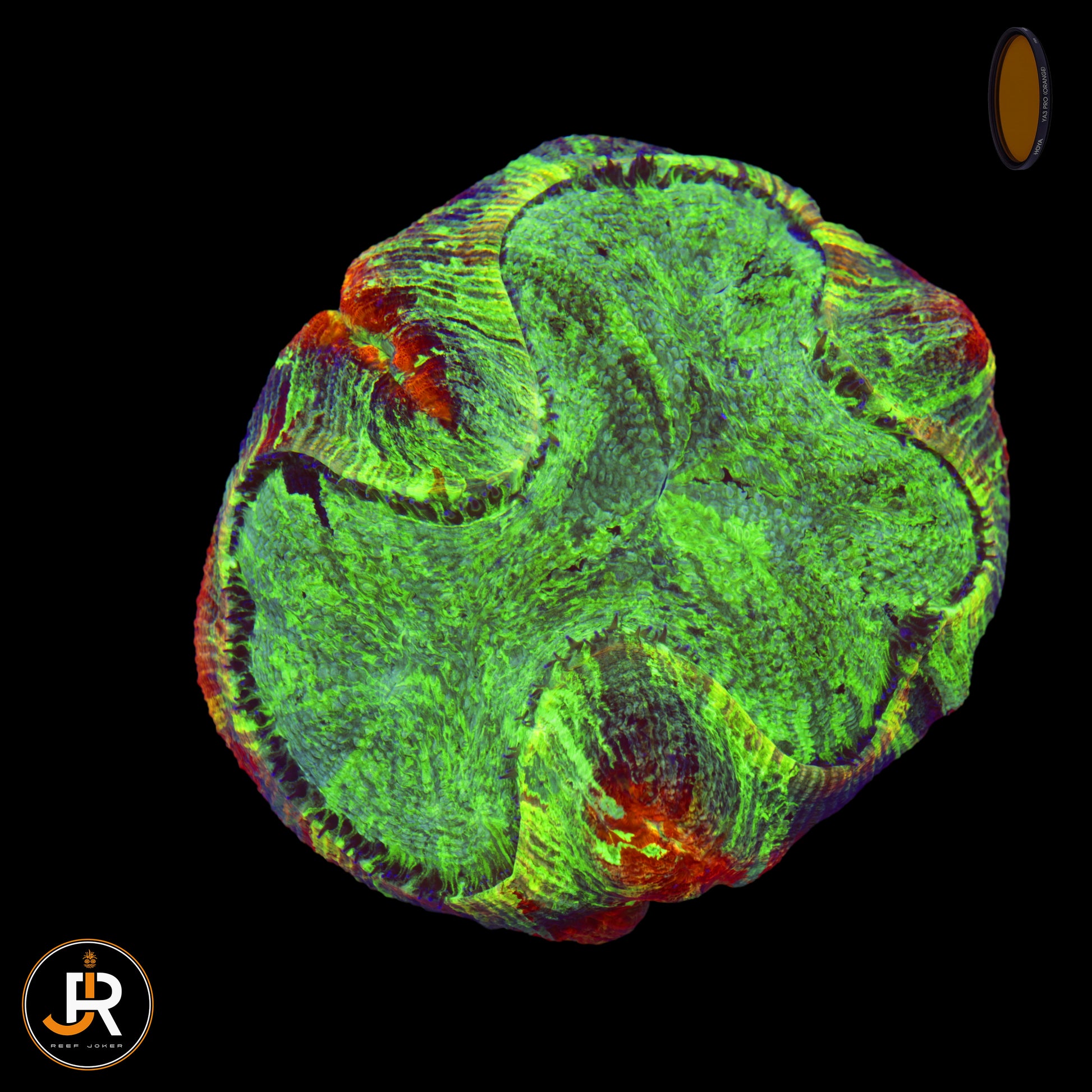 Trachyphyllia geoffroyi