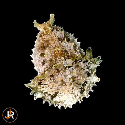 Dolabella auricularia