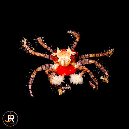 Lybia tesselata
