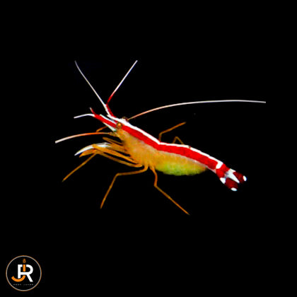Lysmata amboinensis