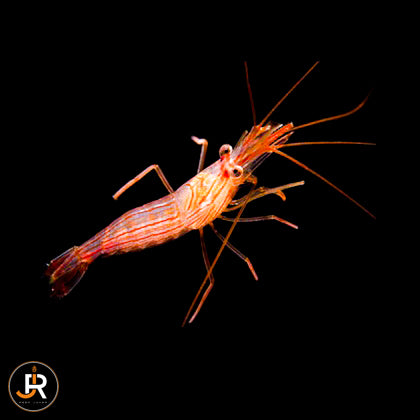 Lysmata wurdemanni