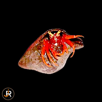 Paguristes cadenati
