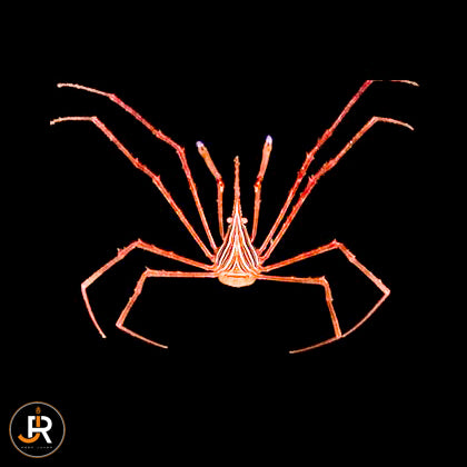 Stenorhynchus seticornis